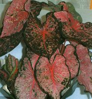Caladium Fancy Leaf Pink Beauty